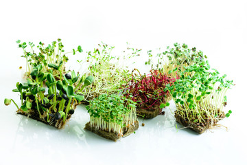 microgreen dill sprouts, radishes, mustard, arugula, mustard in the range on a light background
