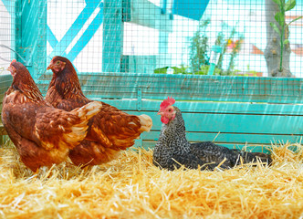 Hens in a poultry hen house with straw © lunamarina