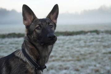 Cute german shepherd on field