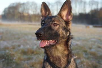 Young german shepherd on a field