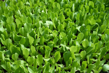 Lettuce seedling in rows for agriculture