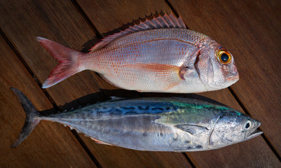 Snapper fish and little tunny tuna fish