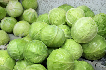 Fresh head of cabbage