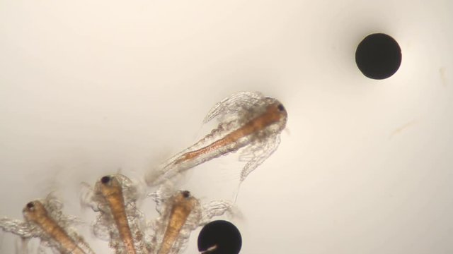 Microscope (100x) view of brine shrimp (sea monkey) swimming.