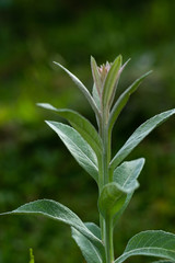 green wild plant with dark green blured backgrond