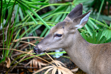 ah but to live a life free of the stresses of hunters and predators but to never cross the open lands from whence I came 