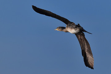 Great cormorant (Phalacrocorax carbo)