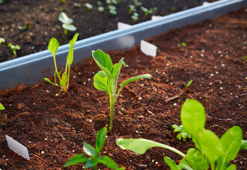 seedlings plants sprouts in an orchard