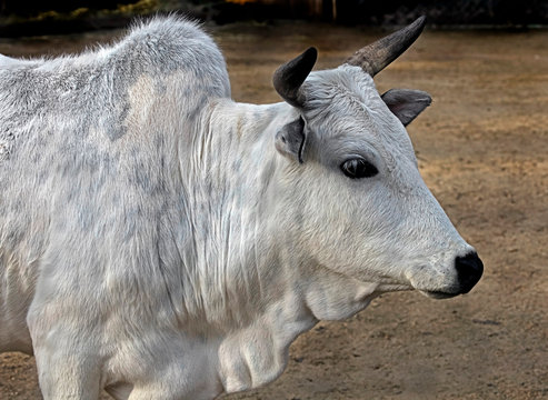 Zebu nano cow