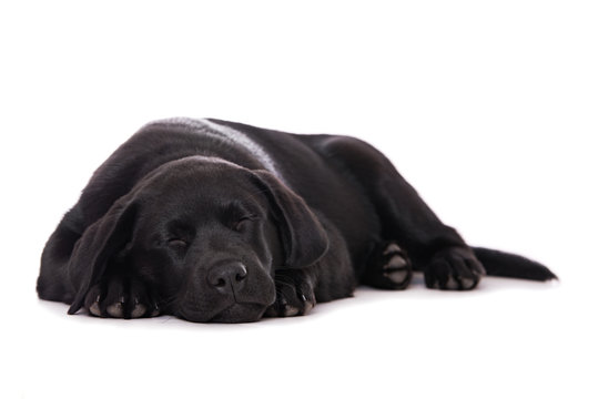 Sleeping abrador puppy isolated on white background