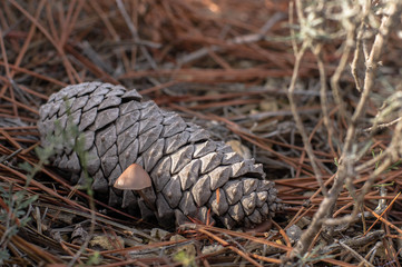 pine cones on green grass