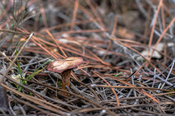 ant on grass mushroom