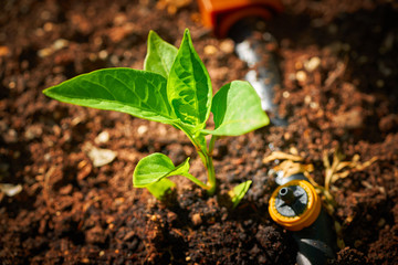 pepper sprout seedling plant on orchard homestead