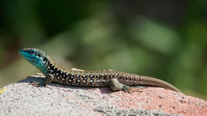 Lizard Lacerta viridis