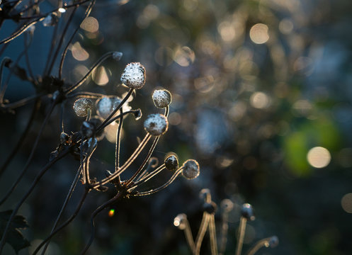 verbl&uuml;hte Herbstanemone | Windflower gone to seed