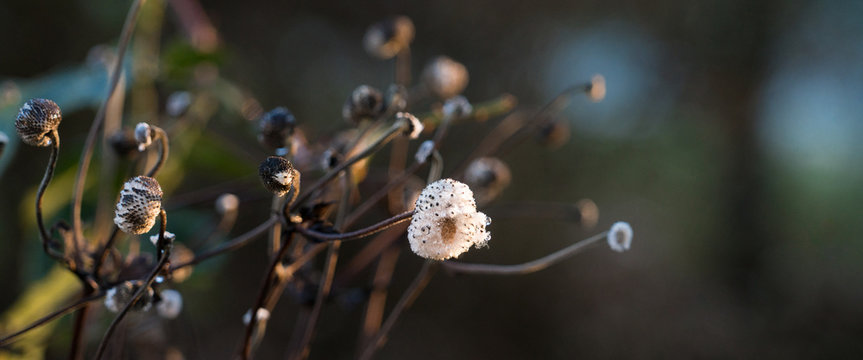 verbl&uuml;hte Herbstanemone | Windflower gone to seed