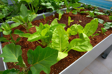 Raised bed orchard urban garden