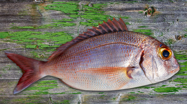  Snapper fish catch fresh red color
