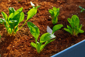 spinach and chards seedlings in an orchard
