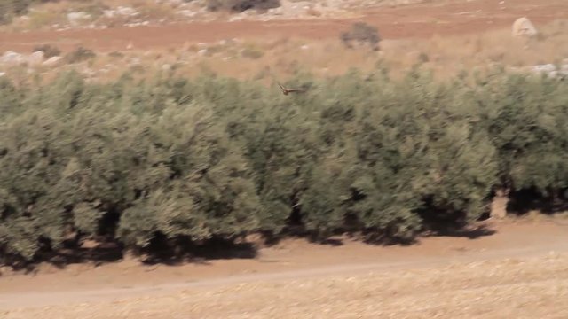 Bonelli's eagle flying in the sky
