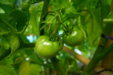 Green tomato in tomatoes orchard field