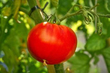 Red tomato in tomatoes orchard field