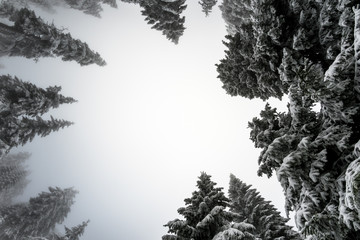 Forest trees in winter