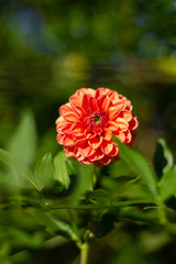 orange red flower close up in blured, green background