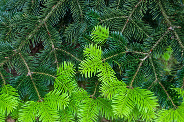 Fir tree new growth