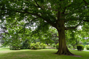 Tree in a garden