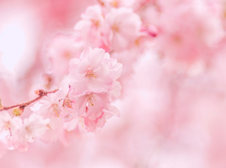 Fototapeta na wymiar Zweig Kirschblüten, Zierkirsche, romantisch, Hintergrund