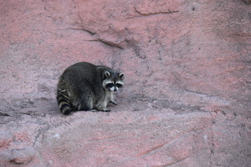Raccoon