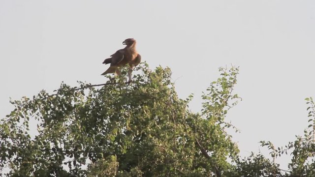 Bonelli's eagle standing on a tree