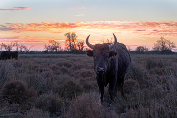 Stier in der Camargue / Stierkampfarena / Südfrankreich