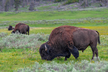 American Bison in the Lamar Valley of Yellowstone National Park USA