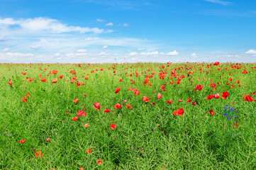 Bright scarlet poppies on background of green rapeseed and blue sky.