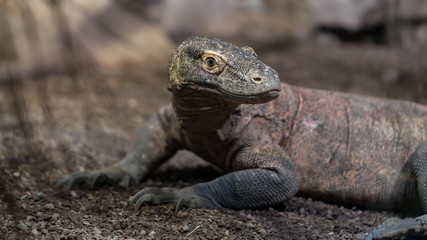 Komodo dragon