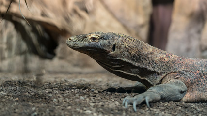 Komodo dragon