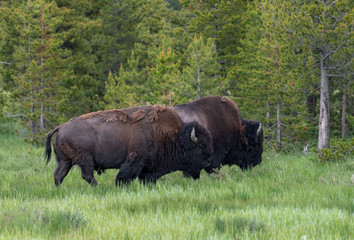 American Bison in the Lamar Valley of Yellowstone National Park USA © jgorzynik