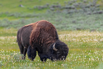American Bison in the Lamar Valley of Yellowstone National Park USA © jgorzynik