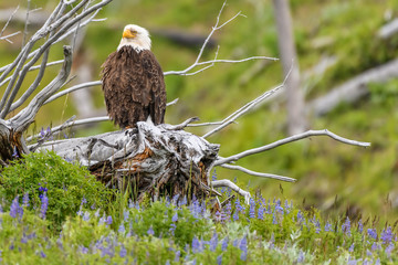 American bald eagle in a cottonwood tree at  Yellowstone National Park