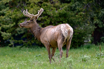 Male Elk with huge antlers is eating grass along the road at Yellowstone National Park USA