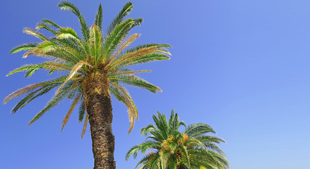 strong broad palmtree with blue sky in the background