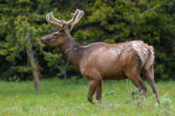 Male Elk with huge antlers is eating grass along the road at Yellowstone National Park USA