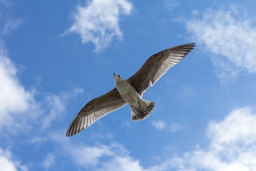 The Bird