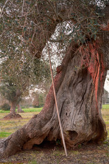 Wonderful old olive trees at sunset in Salento - Italy