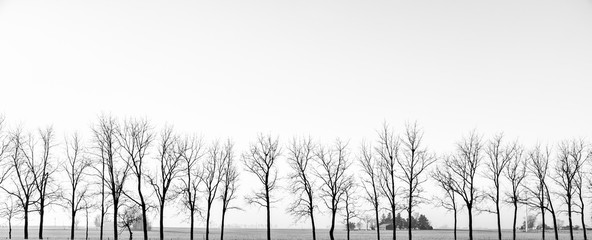 bare trees in a row in winter