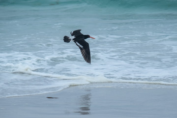 Pied oystercatcher (Haematopus longirostris) flying along a beach in the Freycinet  National Park,...