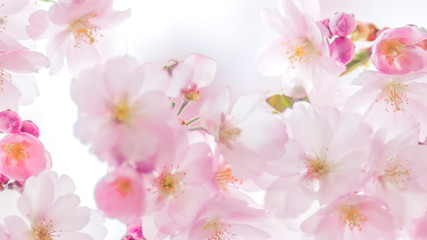 Zweig Kirschblüten, Zierkirsche, romantisch, Hintergrund