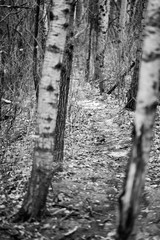 walking path through the woods